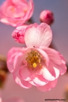 uploads Kirschbluete im Forstbotanischen garten Koeln
