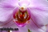 karten-geburtstag-orchidee
